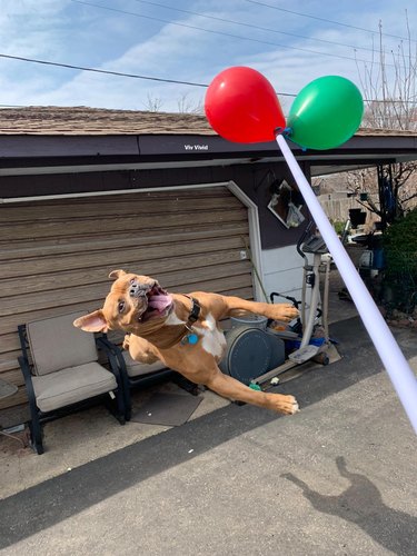 Dog jumping up sideways to try and catch a red and green balloon.