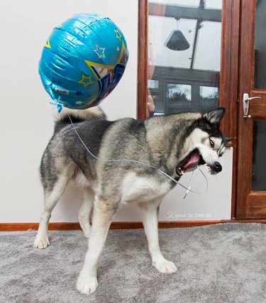 Husky biting the string of a blue birthday balloon.