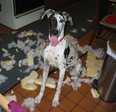 Great Dane surrounded by cushion padding.