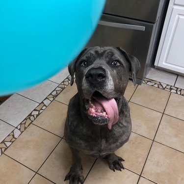 Dog with their tongue out looking at a light blue balloon.