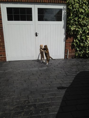 Two cats standing on their hind legs like they're dancing together