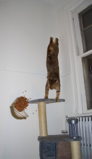 Cat doing a handstand while its bowl of food falls down