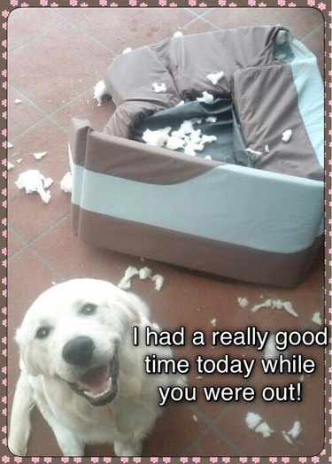 Golden lab sitting next to ripped furniture. Caption: I had a really good time today while you were out!