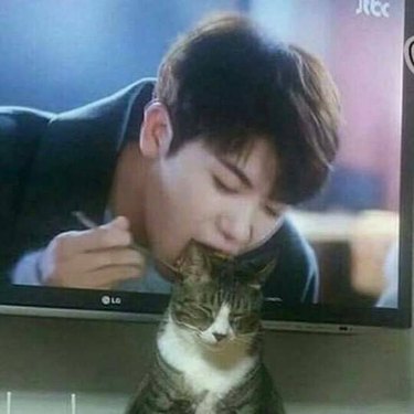 Cat standing in front of a TV with its head positioned between the chopsticks of a man on screen