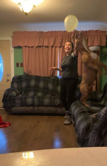 Dog jumping up from a couch to catch a light yellow balloon that their human is holding.