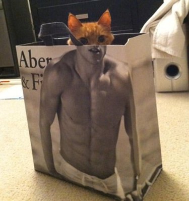 Cat's head lined up with torso of shirtless man