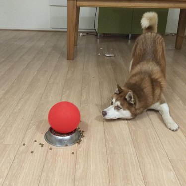 A brown husky looking at their dog food bowl that has a red balloon in it.