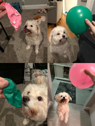 Small white dog reacting to pink and green balloons both inflated and then deflated.