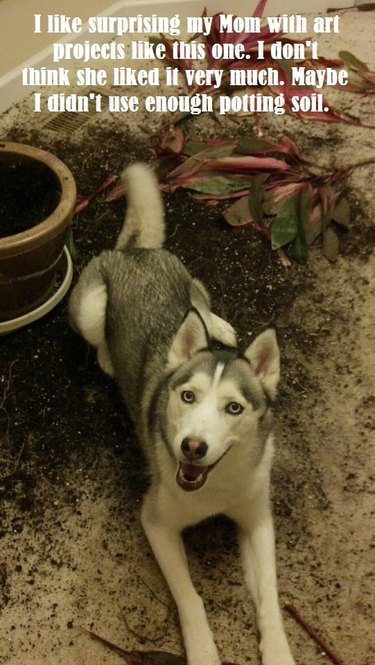 Husky dog surrounded by dirt and destroyed plants. Caption: I like surprising my Mom with art projects like this one. I don't think she liked it very much. Maybe I didn't use enough potting soil.