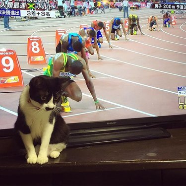 Cat in front of a TV screen lined up with row of runners