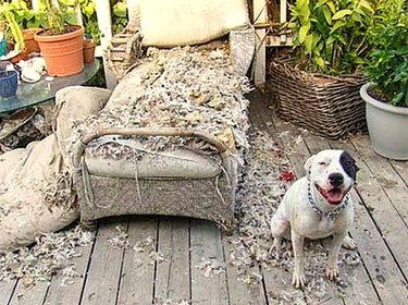 Pitbull type dog sitting next to destroyed outdoor chaise lounge.