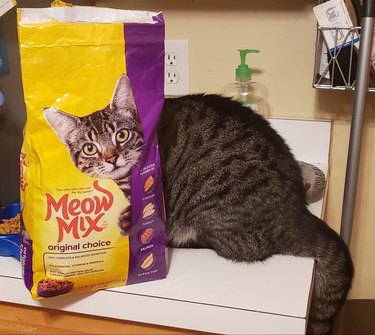 Cat sitting behind a bag of cat food with a similar face on the bag