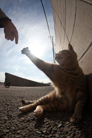 A cat is reaching for a human's extended finger on a sunny day.