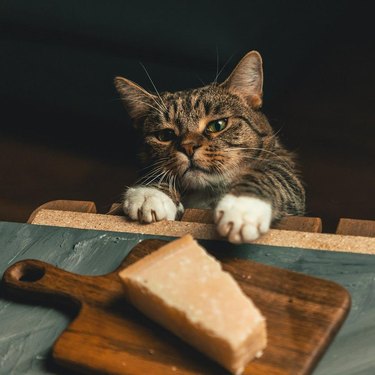 A cat reaching for piece of parmesan cheese on a cutting board.