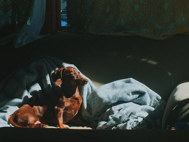 A light brown Dachshund is blinking in the sun, with a blue blanket crumpled behind them.