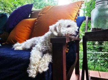 A dog is gazing longingly at a jar of dog treats from a porch sofa.