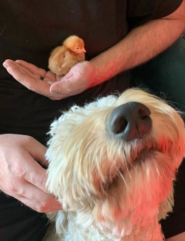 goldendoodle with a chick
