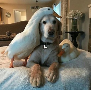 dog on a bed with ducks