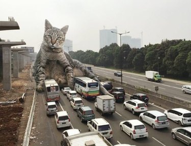 Giant cats overrun the world's cities in hilarious new photoshops