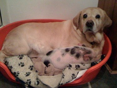 labrador and spotted piglet in a doggy bed