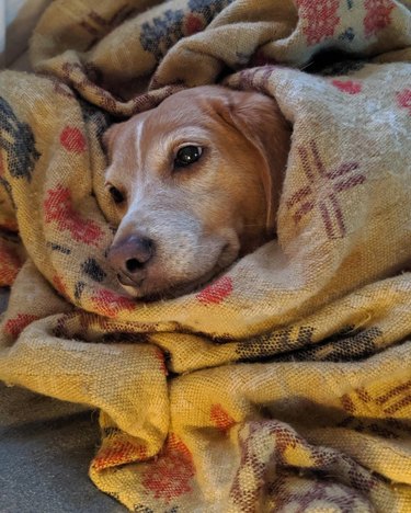 A happy dog is wrapped in a blanket.