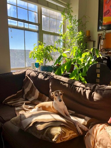 A dog is on a couch with their front paws crossed.