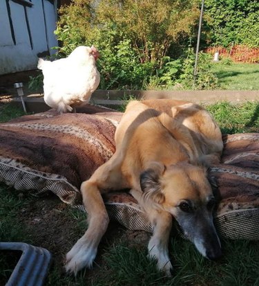 dog and chicken on a large blanket
