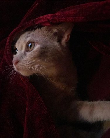 A cat is under a red satin blanket.