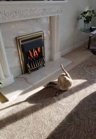 A cat is licking themself in front of a fireplace, and is in the sunlight.