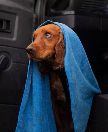 A dog has a blue towel on their head, and they are looking skyward.