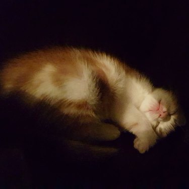 An orange and white kitten sleeps peacefully in sunlight.
