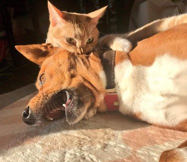 Cat biting dog's neck dramatically.