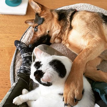 German shepherd with its paw on a cat