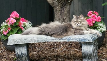 Fluffy cat lying on an outdoor stone bench