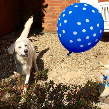 Golden retriever running after a blue balloon with white polka dots.