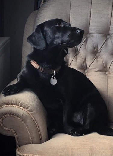 A dog is sitting in a chair looking noble.