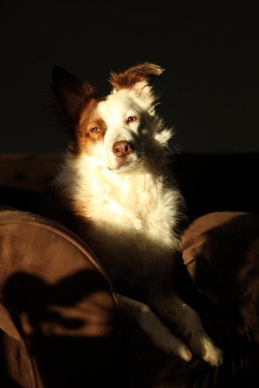 A dog is on a couch in the sunlight.