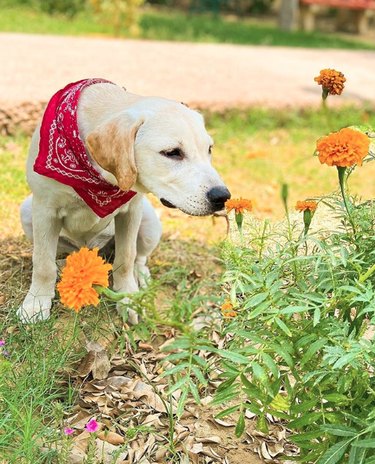 dog sniffing a marigold.