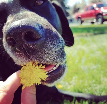 black lab eating a marigold.