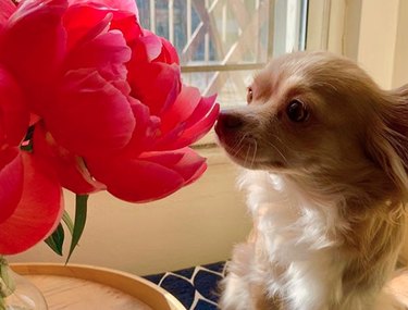 dog sniffing a big red flower.