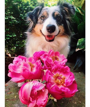 dog standing before pink peonies.