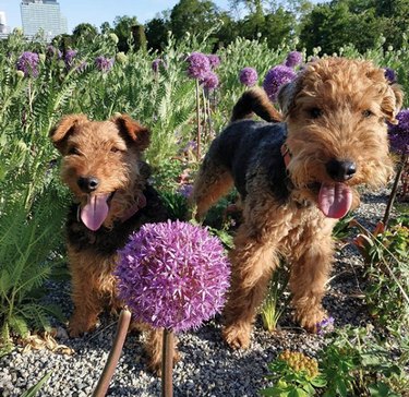 dogs in field of purple ball flowers.