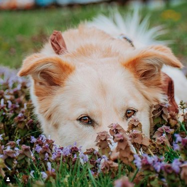 dog in a field of purple flowers.