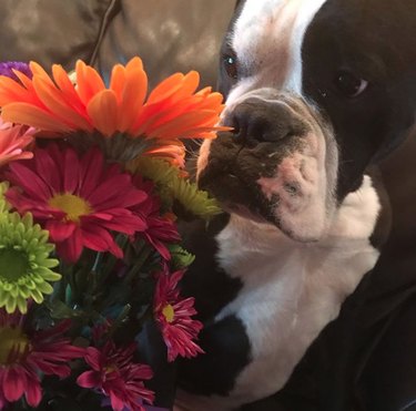 bulldog sniffing a bouquet.