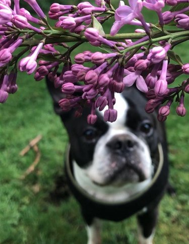 dog staring at purple flowers.