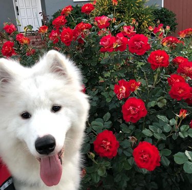 samoyed with red wild roses.