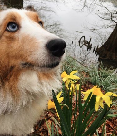 dog with yellow flowers