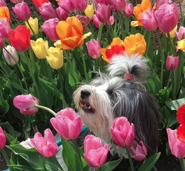 dog sniffing tulips.