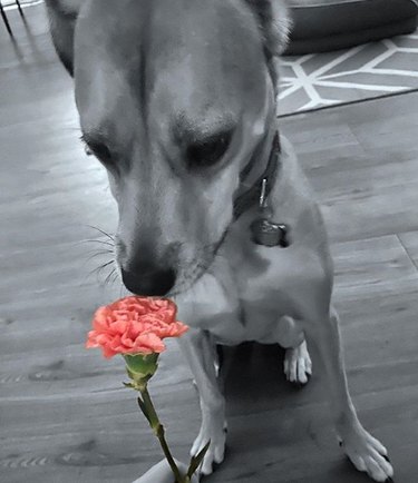 dog sniffing a carnation.