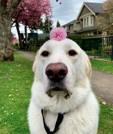 white dog with single pink flower on its head.